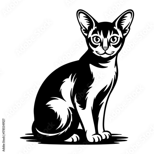 Abyssinian Cat