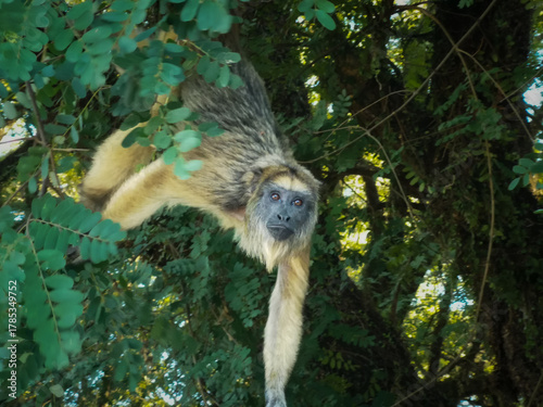 Howler monkey among the jungle foliage