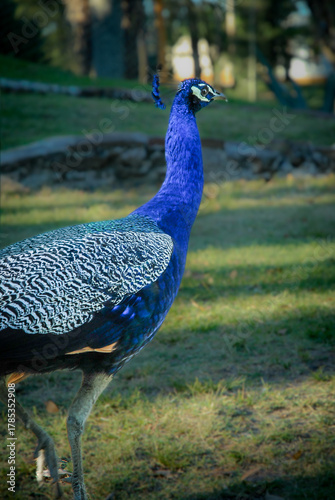 Resting peacock in a park