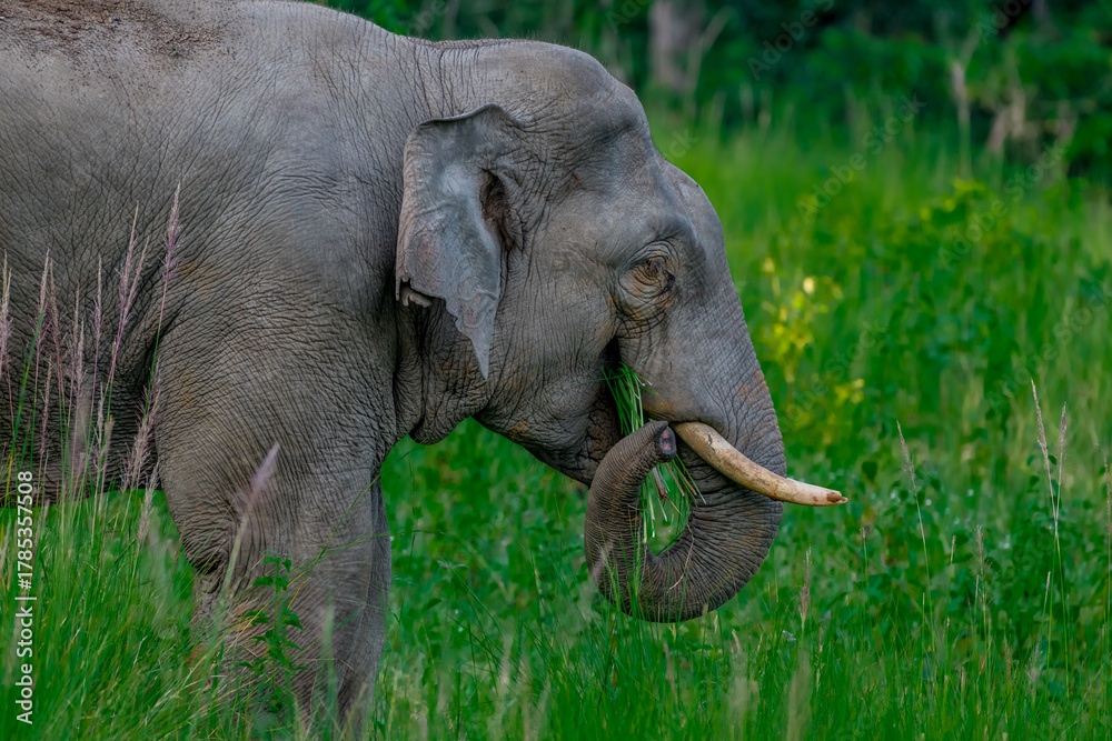 Naklejka premium Its body is gray, its snout is called the trunk. The trunk of the Asian elephant has only one beak. Nakhon Ratchasima, Thailand.