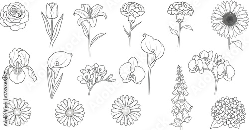 Assorted Flowers Line Art Rose, Tulip, Lily, Carnation, Sunflower, Orchid on Transparent BG