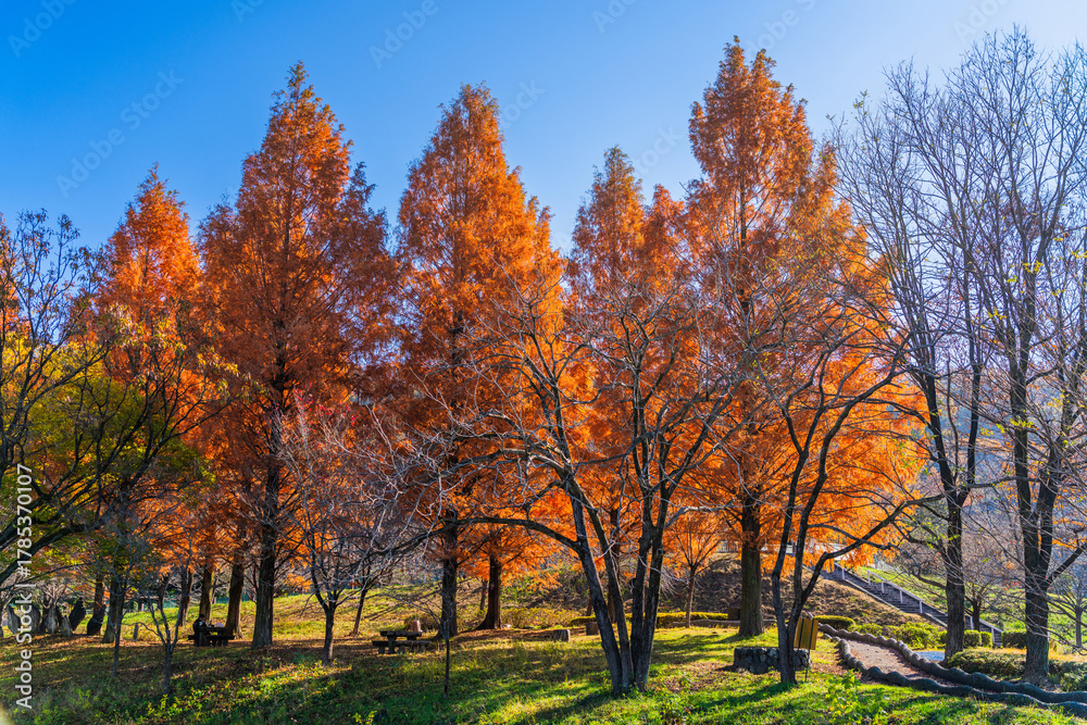 Naklejka premium 紅葉したメタセコイア