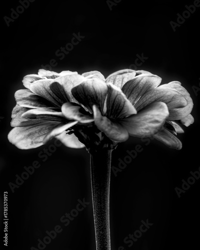 Dramatic black and white close-up of a Zinnia flower isolated against a dark background in late September, Waukesha County, Wisconsin.