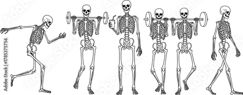 Skeleton workout illustration, running, weightlifting, barbell pose, fitness motion, black vector, anatomy concept, exercise silhouette, gym training, humorous design
