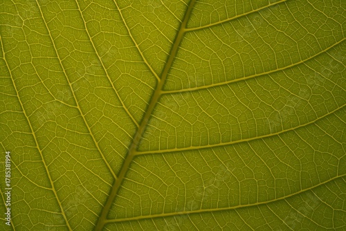 close up leaf vein texture warm green