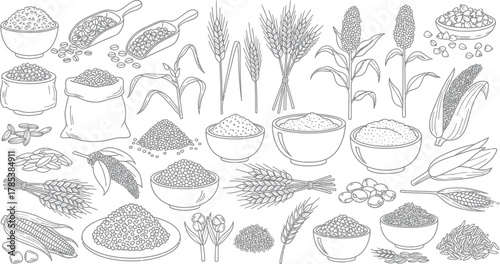 Cereal Crops Line Art Outline Wheat, Rice, Corn, Buckwheat and Grains Isolated