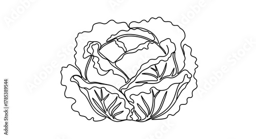 Cabbage outline drawing vector illustration healthy food art design