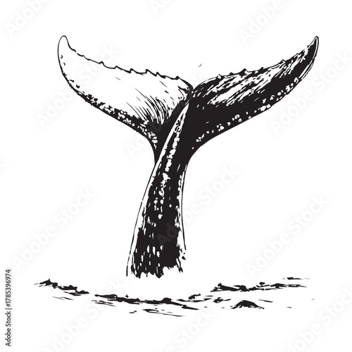 Whale fluke breaking ocean surface in classic black line art style Vector