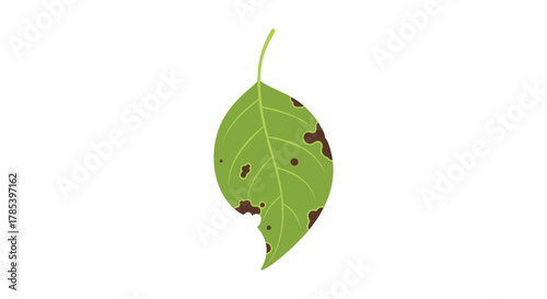 Distressed green leaf showing signs of disease and insect damage, isolated on a white background.