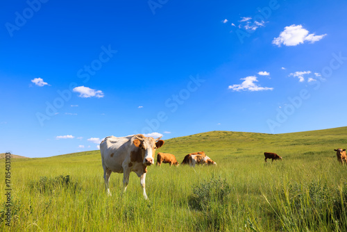 A herd of cattle on the prairie