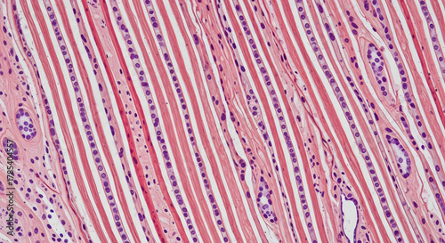 Microscopic view of longitudinal muscle cells shows parallel lines of pink tissue, interspersed with rows of purple-stained nuclei, creating a textured pattern and highlighting cellular detail in the