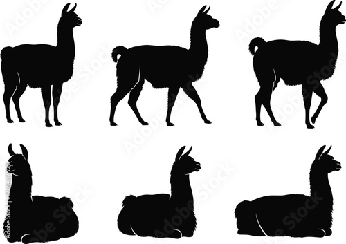 Black silhouette llama vector illustration set, standing and sitting poses of llamas isolated on white background, animal design for print, decoration, wildlife art