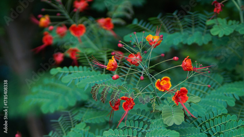 Texture of climbing plants with small red flowers, climbing plants on the wall of a garden.