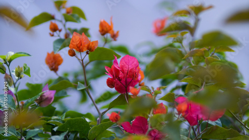 Red flower plants with dense leaves on the hills, with a beautiful hilly background.