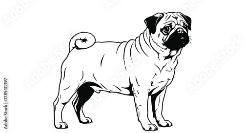 Pug dog breed illustration cute pet animal drawing vector graphic art