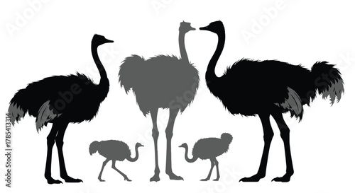 Ostrich family silhouette vector illustration stock photography art