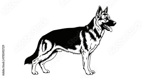 German shepherd dog breed profile information and care guide vector