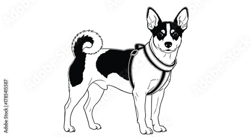 Black and white basenji dog with harness illustration dog breed art