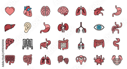 A collection of simplified, colorful illustrations of human organs, arranged in a grid. Each image is outlined and filled in a flat, cartoonish style
