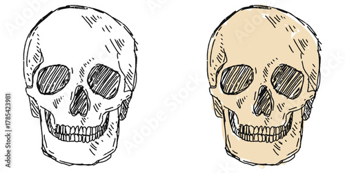 Grunge Sketch Handdrawn Human Skull Vector Artistic grunge sketch vector of a human skull, hand-drawn style. Perfect for medical, educational, gothic, or expressive anatomical projects