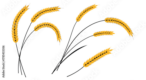 Wheat vector illustration of golden wheat ears on a white background
