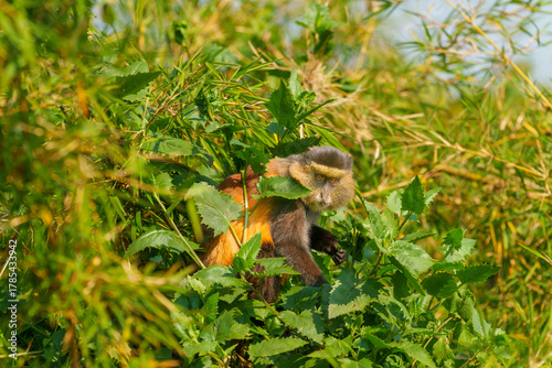 Photography Golden monkey or Cercopithecus kandti peering out through foliage