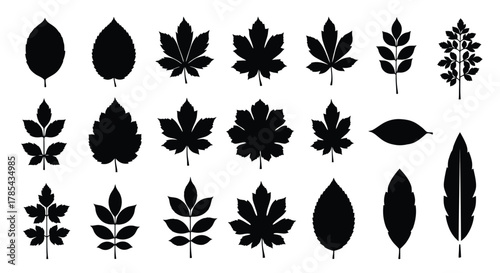 Various leaf silhouettes vector illustration different leaf types set