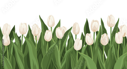 An elegant illustration depicting a continuous border of blooming white tulips with vibrant green leaves on a pristine white background.