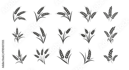 Wheat ears vector set, grain harvest illustration, agriculture design art