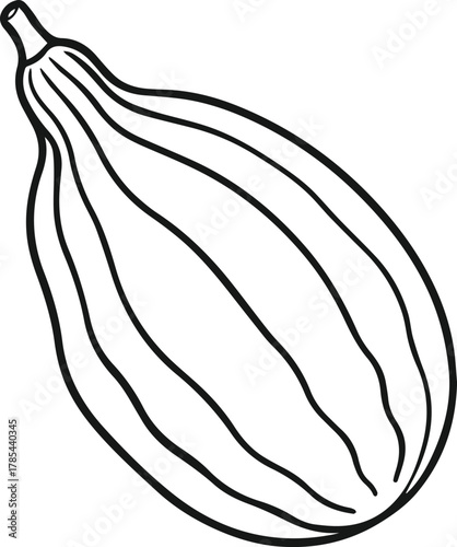 ridge gourd outline vector illustration line art