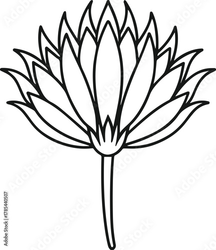 salsify outline vector illustration line art