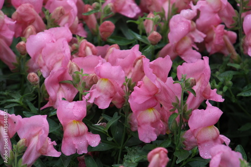Pink Snapdragons,