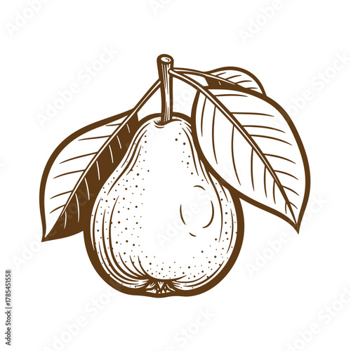Detailed vintage art illustration of a fresh pear with leaves on white background