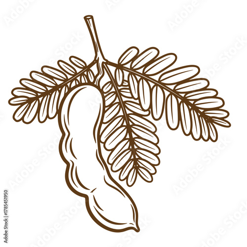 Detailed vintage art illustration of a tamarind fruit pod with leaves on a white background