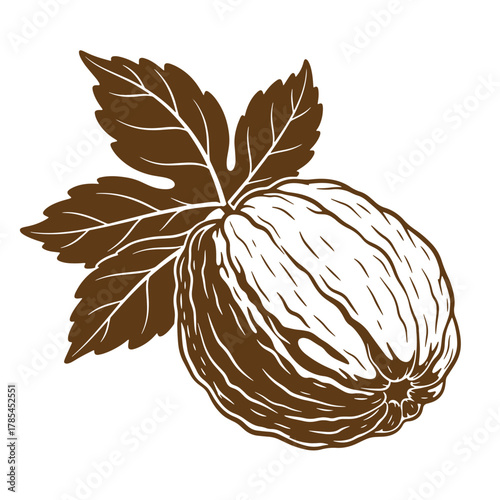 Elegant illustration of a cocoa pod with leaves in a beautiful vintage art style