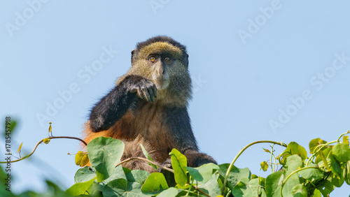 Canvas Print Golden monkey or Cercopithecus kandti portrait on top of vine covered tree looking toward camera with hand up