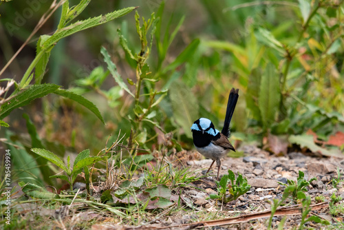 Male superb Fairy wren