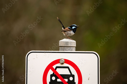 Fairy wren on a sign