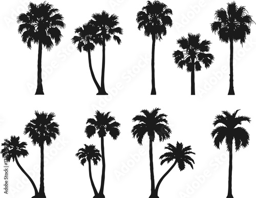 Palm tree silhouette, tropical landscape, exotic trees, black vector illustration, beach design, botanical shapes, summer vibe, nature clipart, island art