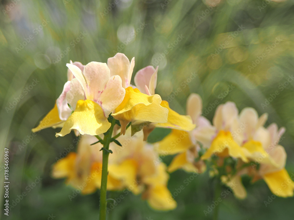 Obraz premium 黄色いネメシアの花