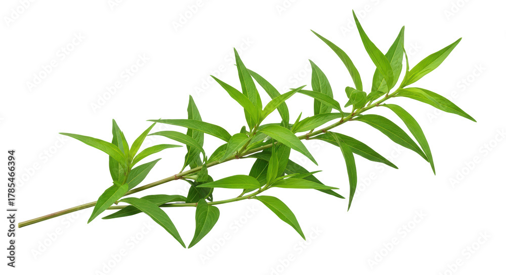 Fototapeta premium A Vibrant Green Leafy Branch with Small Yellow Dots Isolated on a Transparent Background