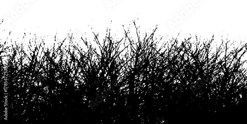 Realistic silhouettes of trees from nature.Realistic silhouette of a Bush with bare branches