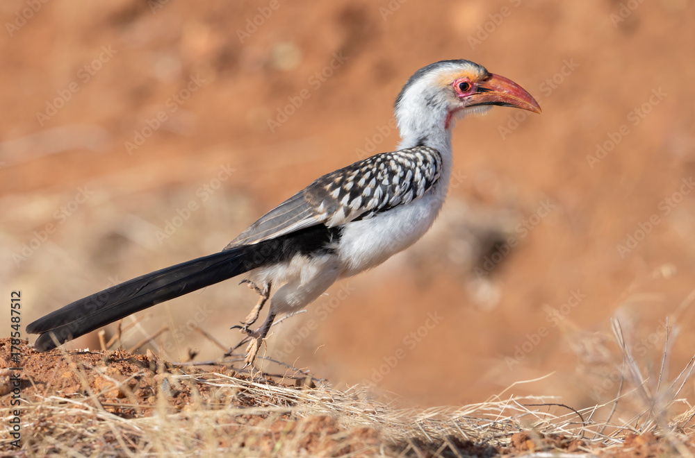 Obraz premium Red-billed hornbill (Tockus erythrorhynchus) captured in dynamic motion as it leaps across the forest-savannah floor in Tsavo East National Park, Kenya.