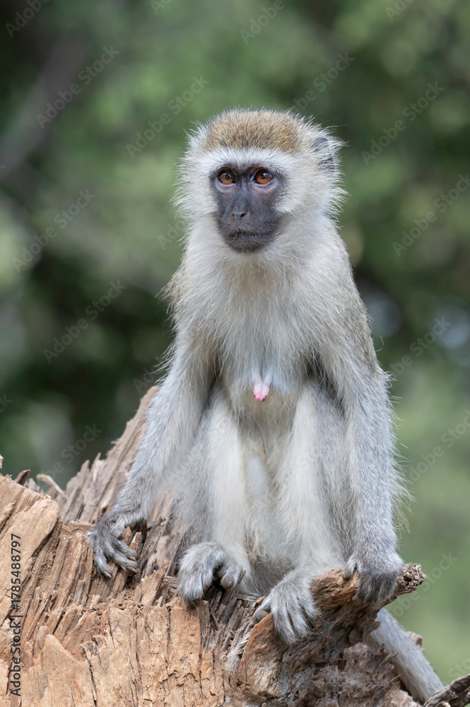 Fototapeta premium Vervet Monkey (Chlorocebus pygerythrus) in Tsavo East National Park, Kenya 