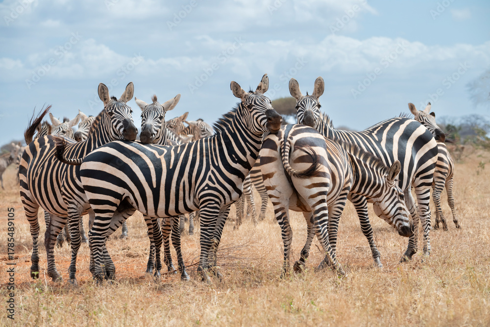 Fototapeta premium The group of Grant's zebras (Equus quagga boehmi) in Tsavo East National Park, Kenya, Africa