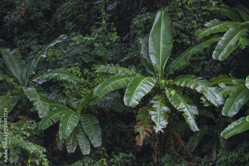 Calm, lush green tropical jungle background showing vibrant banana leaf foliage. This serene natural environment with dense plant life evokes fresh and wild feeling of deep rainforest