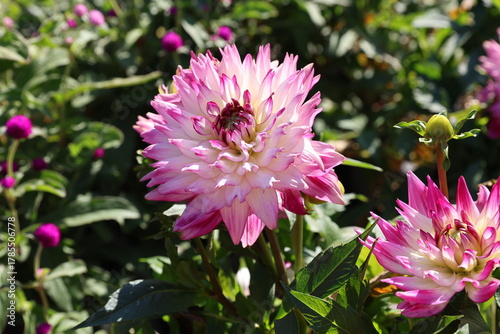pink dahlia
