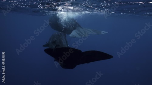 A group of sperm whales traveling through deep open water. Detailed shots, natural interaction, calm movement, and a pristine marine environment with no boats or humans.