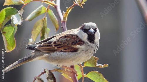 Foto Detailed photograph of a common sparrow sitting on a rose stem with vibrant green and reddish leaves