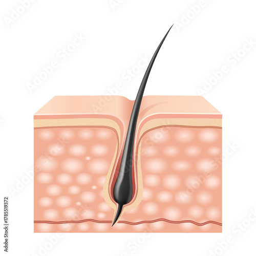 Hair Follicle Anatomy Illustration Skin Layers Hair Growth Medical Diagram Biology Healthcare Body Scalp Human Skin